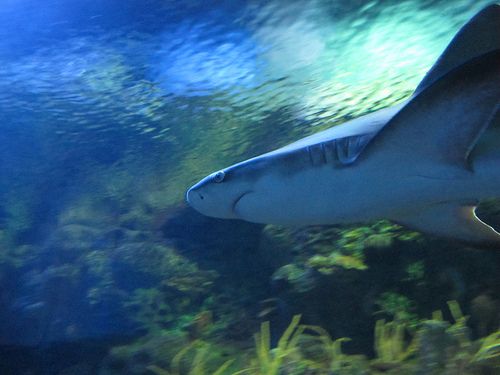 Sharks Are Color-Blind