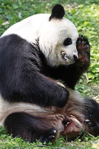 Outcome of Hu's Visit: We Get Pandas Longer