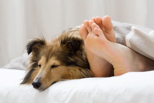 Watch Out: That Dog in Your Bed Could Kill You