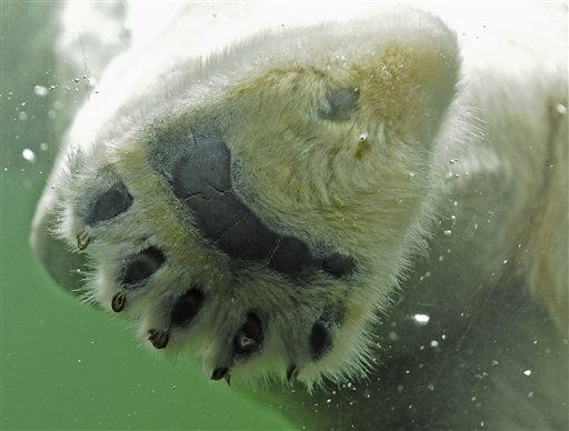 Polar Bear Makes Epic 9-Day, 420-Mile Swim