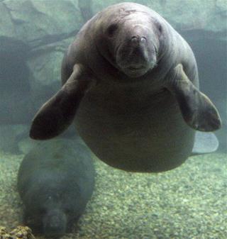 Florida to Manatee Killer: No More Boat