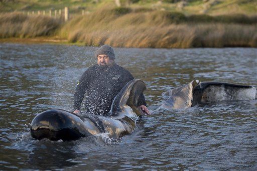 New Zealand Battles to Save 80 Beached Whales