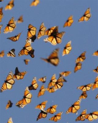 Butterflies Return to Mexico