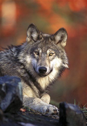 Montana Governor Brian Schweitzer OKs Shooting Endangered Wolves