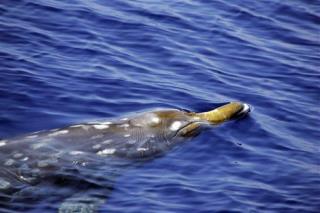 Navy Sonar Terrifies Beaked Whales