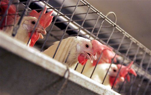 Mark Bittman on Animal Cruelty: We Can't Kick a Dog, but We Can Torture Farm Animals