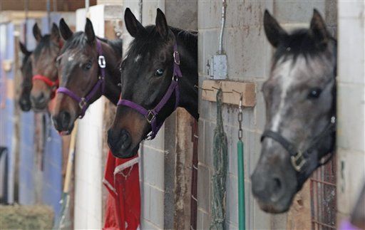 Struggling Charity Leaves Ex-Racehorses Starving