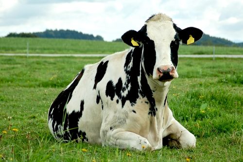 New Source of Human Breast Milk: Cows?