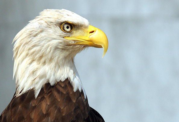 Bald Eagle Beheaded in Louisiana, and Officials Offer $2,000 Reward
