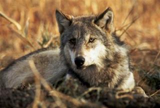Wolf 'Emergency' May Trigger Idaho Slaughter