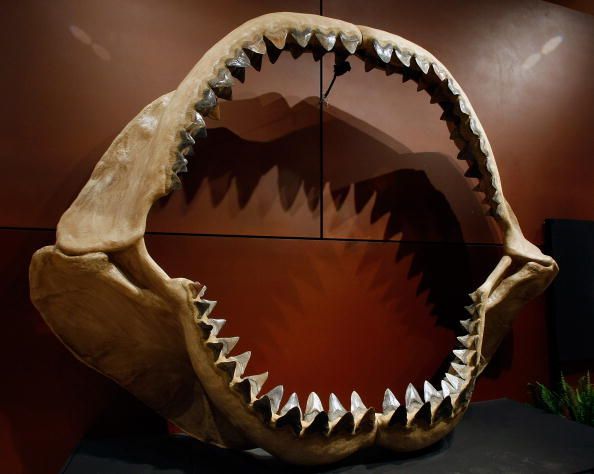 Shark Jaw Found in Kentucky Mine