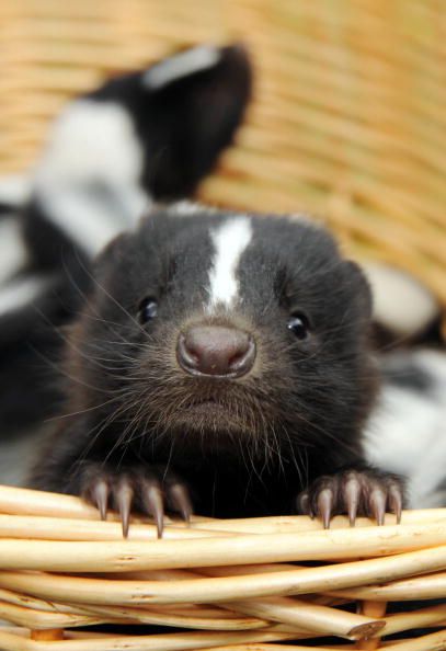 Latest Pet Craze: 'Affectionate' Skunks