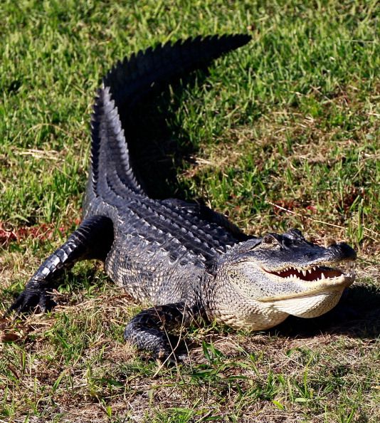 Man Charged for Keeping Alligator ... as Chick Magnet