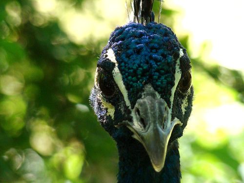 Peacock Escapes From Bronx Zoo