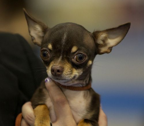 Chihuahua Killer Faces Life