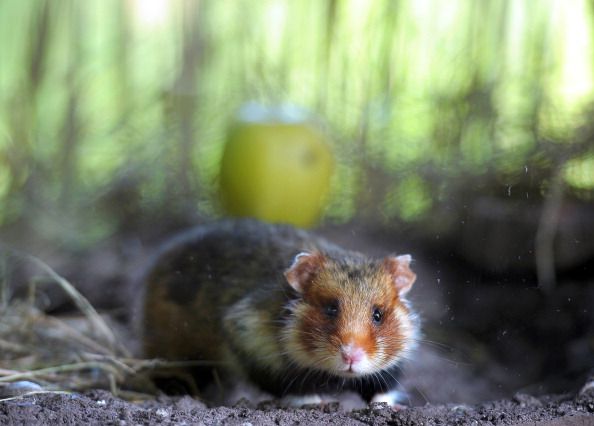 European Union Court to France: Save the Great Hamster of Alsace
