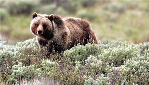 Grizzly Kills Hiker in Yellowstone National Park