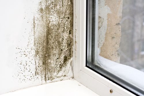 More Foreclosures Means More Mold in Closed-Up Homes
