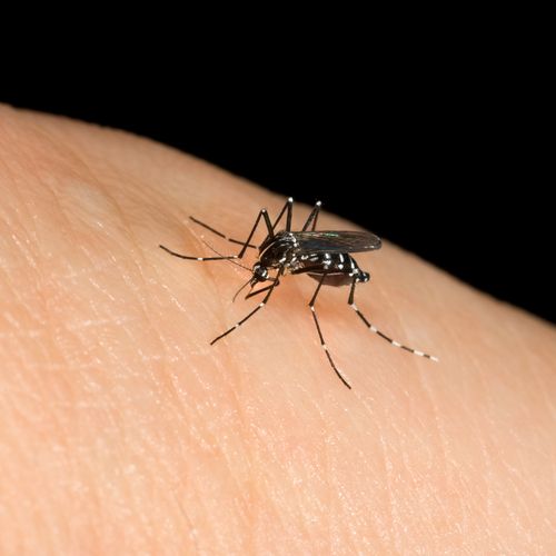 'Urban' Mosquitoes Invade US Cities