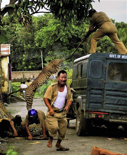 Leopard Mauls 11 in Indian Village