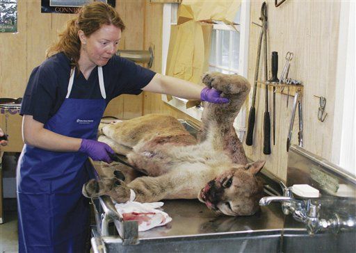 SUV Ends Cougar's Amazing Journey