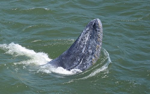 Whale Won't Leave Calif. River