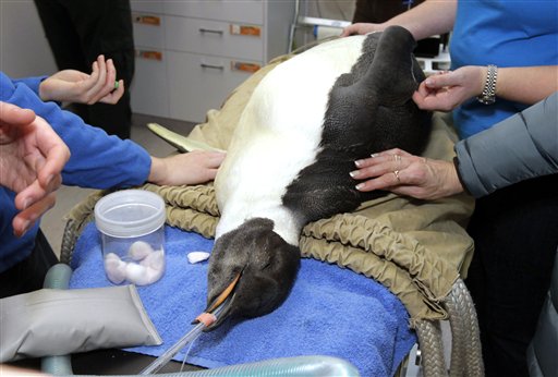 Emperor Penguin, New Zealand: 'Happy Feet' Gathers Online Audience of 120,000
