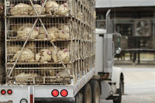 Salmonella Recall: Feds Knew of Cargill Turkey Contamination Dating Back to 2010