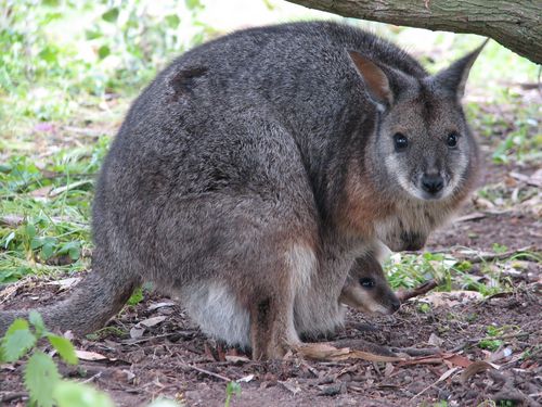 Tammar Wallaby Kangaroo Genome Map Points to Better Antibiotics