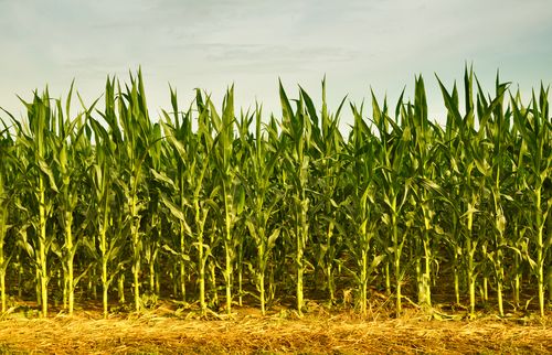 Uh-Oh: Bugs Develop Resistance to Franken-Corn