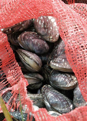 Cops: Airport Smuggler Hid Cocaine in ... Clam Shells