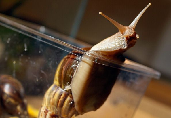 Miami Officials Battle Invasion of Giant African Snails
