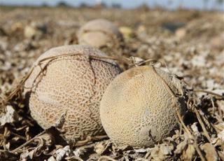 Cantaloupe Listeria Outbreak: More Deaths Likely