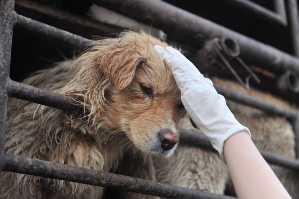 China Cancels Annual Dog Meat Festival