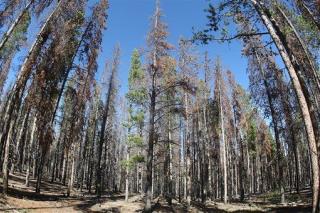 Dying Forests May Mean Hotter World
