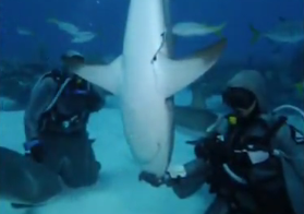 Italian Diver Induces Trance in Sharks to Remove Parasites, Fishing Hooks
