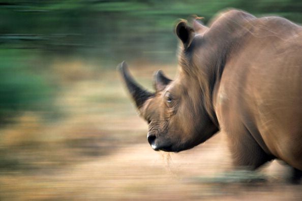 Record Number of Rhinos Killed in S. Africa