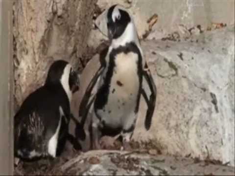 'Gay' Penguins to Be Split Up at Zoo