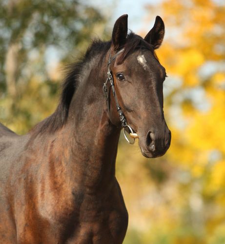 PETA Sees Benefit to US Horse Slaughter