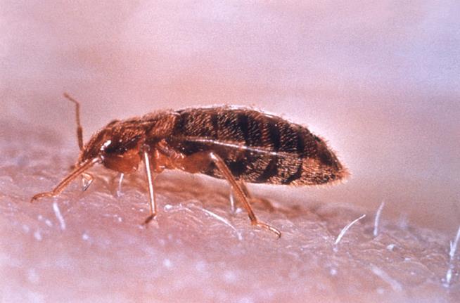 Bedbugs' Itch Breeding New Ways to Scratch