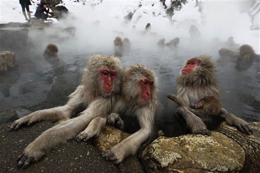 Japanese Scientists Track Radiation With Monkeys