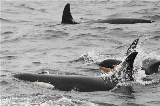 Marine Biologist Nancy Black Indicted for Feeding Killer Whales