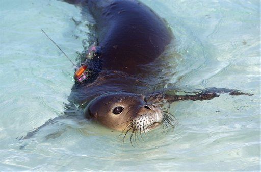 Hawaii's Endangered Seals Being Killed