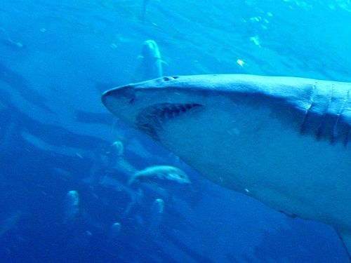Shark Kills Another Swimmer on 'Most Dangerous Beach'