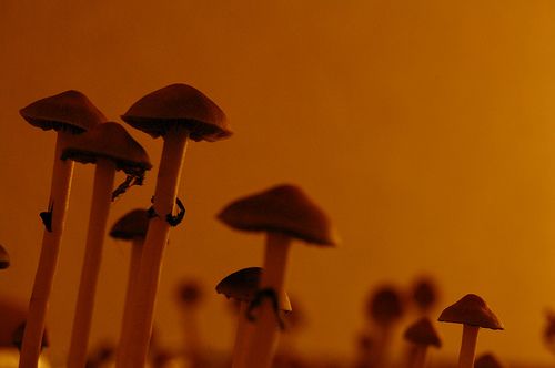 Trippy Mushrooms May Light Way to Depression Treatment
