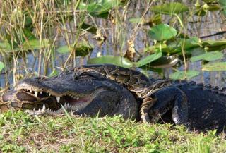 Pythons Squeezing Life Out of Everglades