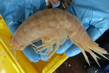Giant Crustacean Found in Ocean Trench