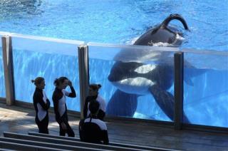 PETA's Whale-Slaves Lawsuit Has Its Day in Court