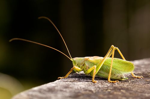 Scientists Replicate Prehistoric Cricket Sound