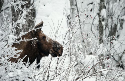 Alaska Grapples With Starving Moose Emergency
